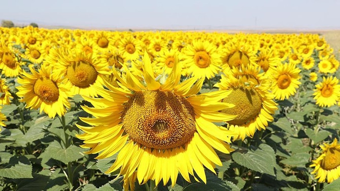Ayçiçek yağı alev aldı!