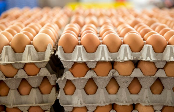 Yumurta ihracatı geriledi, Irak’a alternatif pazar aranıyor