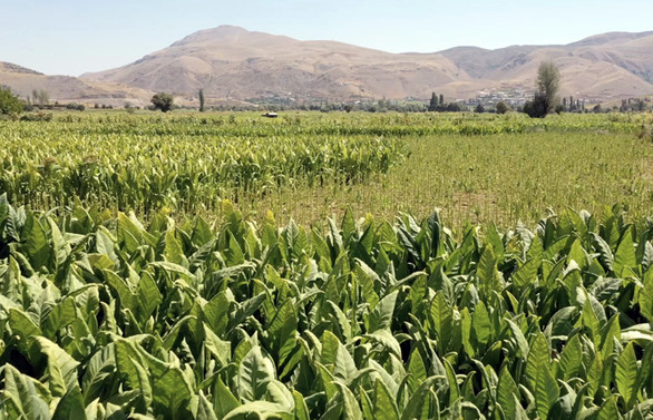 Adıyaman çiftçisinin tütün telaşı başladı