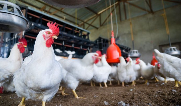 Tavuk eti ve yumurta üretimi arttı