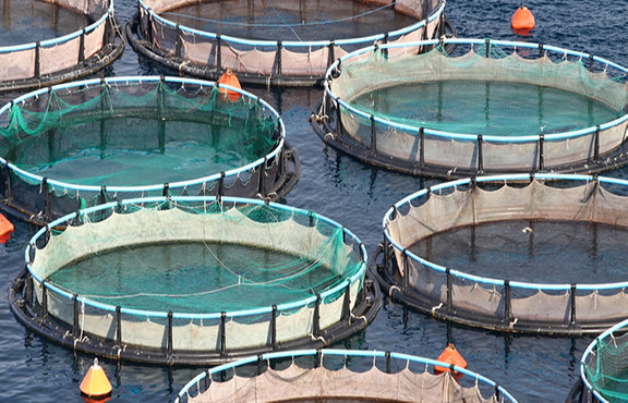 Denizsiz ilde yılda 2 bin ton balık üretimi