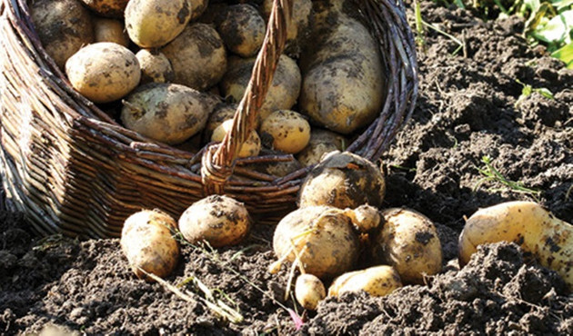 Ar Tarım ilk 'yerli-milli' patates tohumu ile yurtdışına açılacak