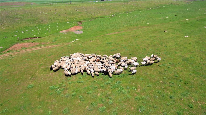 Genç Çiftçi Projesi için 4 bin koyun alınacak