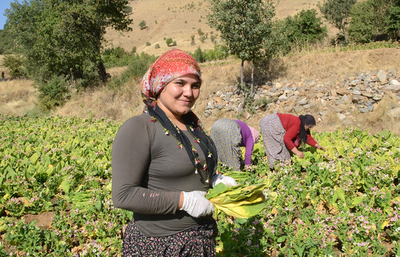 Bitlisli kadınların zorlu tütün mesaisi başladı
