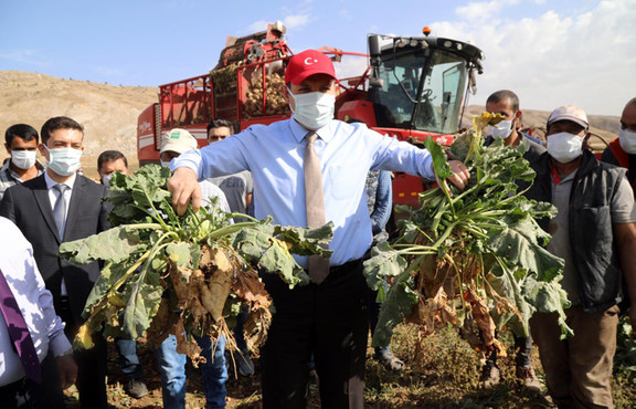 Sivas'ta mor patates ve şeker pancarı hasadı yapıldı