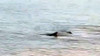 Muğla'da köpek balıkları kıyıya kadar geldi!
