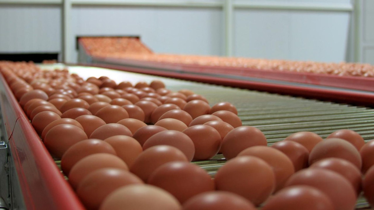 Rekabet Kurulu’ndan yumurta üreticilerine 98 milyon lira ceza