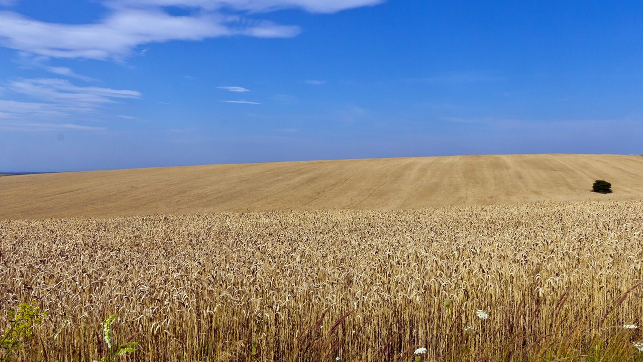 Tarım emtia fiyatları yükselişte: Buğdayda arz, soyada sıcak hava endişesi