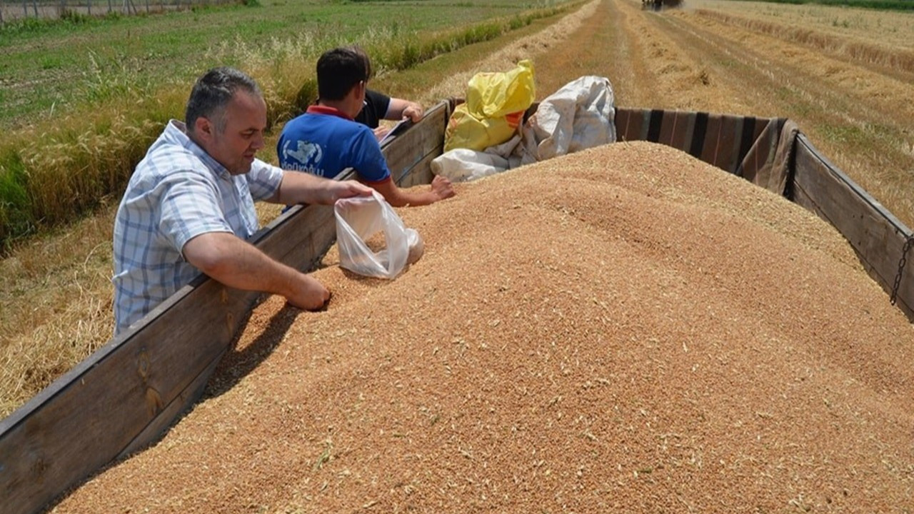 Buharkent’te buğday hasadı başladı