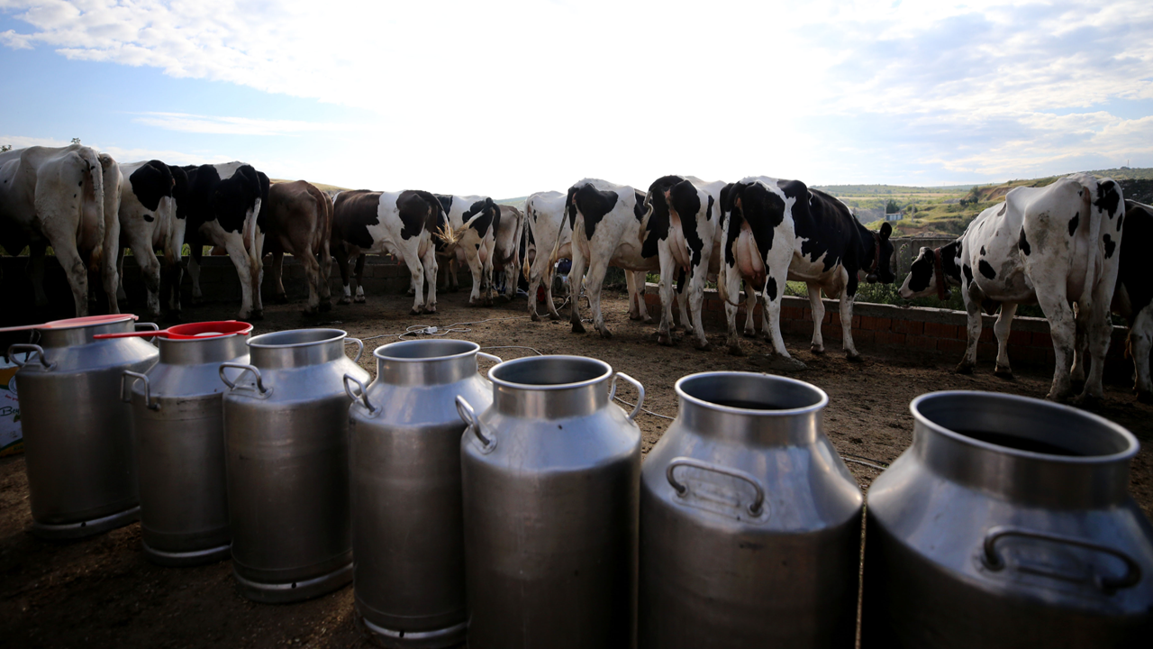 Sarıkaya’nın günlük süt üretimi 80 ton