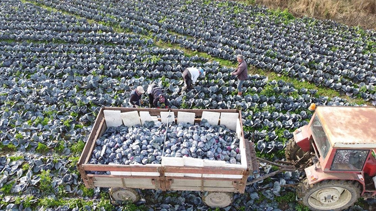 Bafra Ovası’nda kışlık sebze ekimi hazırlıkları başladı