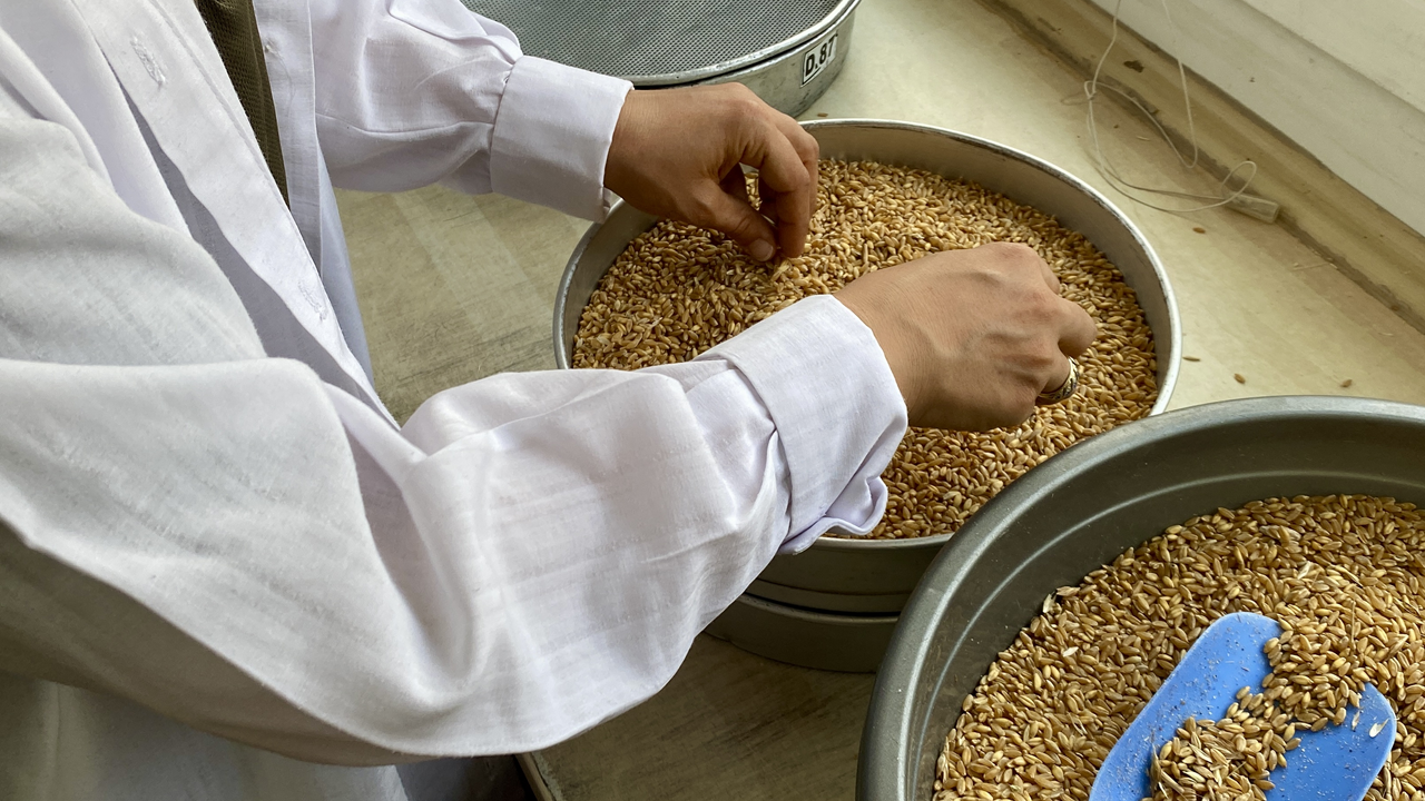 Kırşehir TMO, arpa ve buğday alımını sürdürüyor