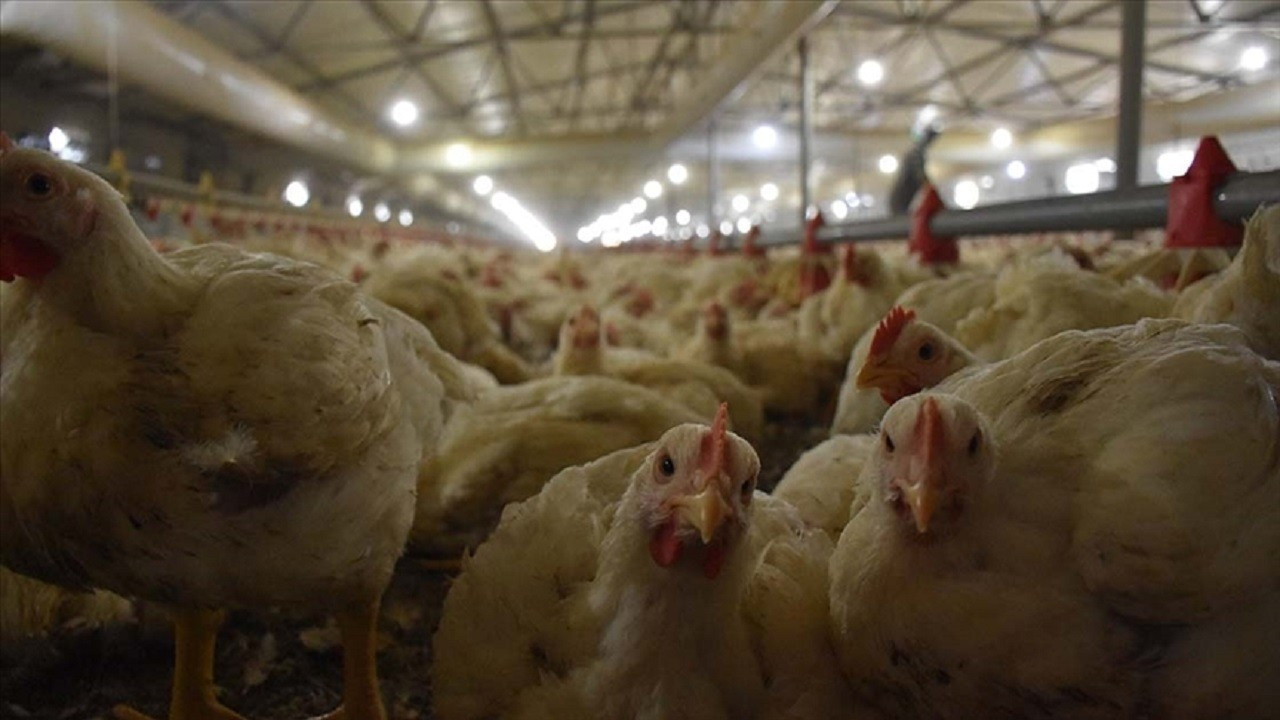 TÜİK açıkladı! Tavuk eti üretimi yükseldi, yumurta üretimi geriledi