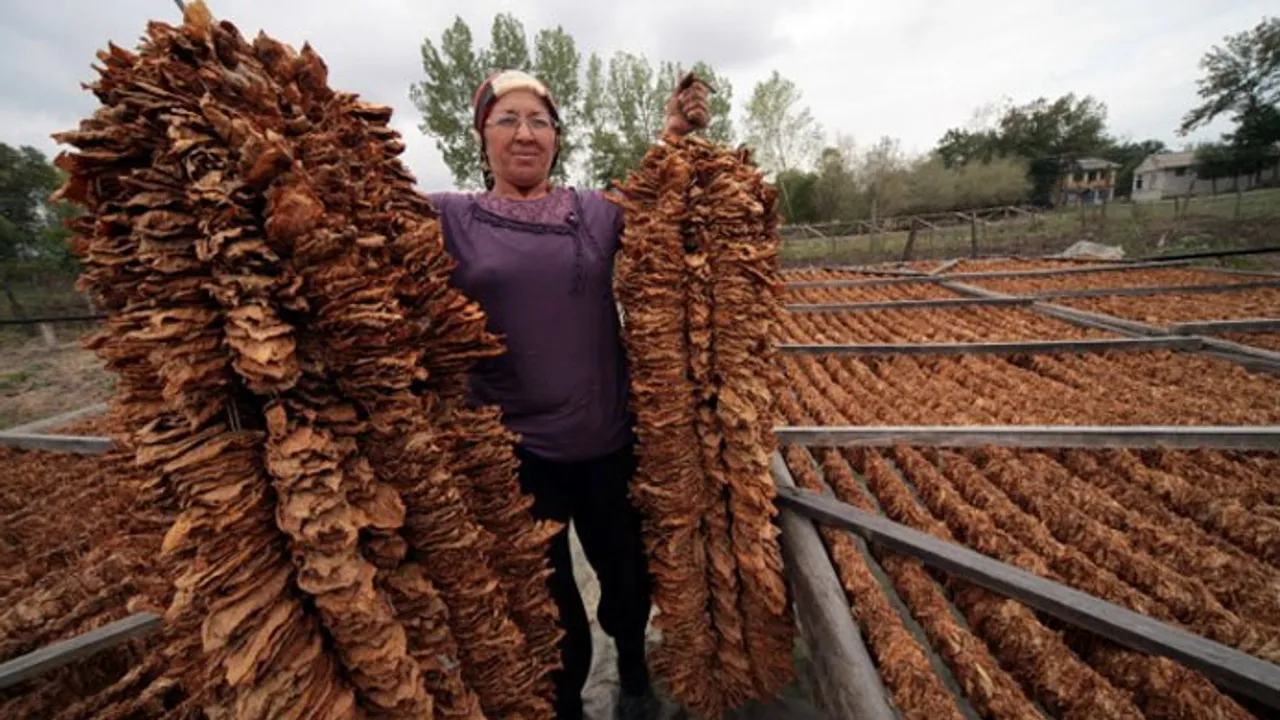 tutun bas fiyati ciftcinin yuzunu