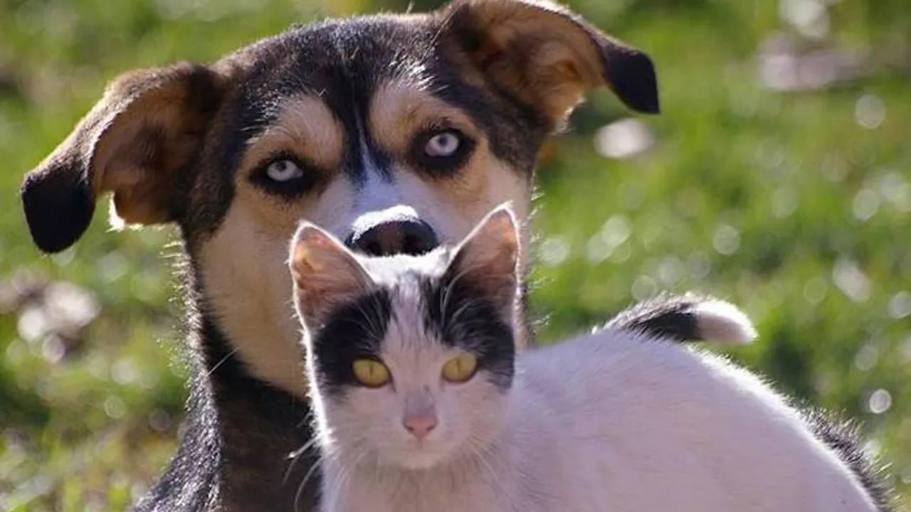 kedi ve kopeklere mikrocipli kimlik