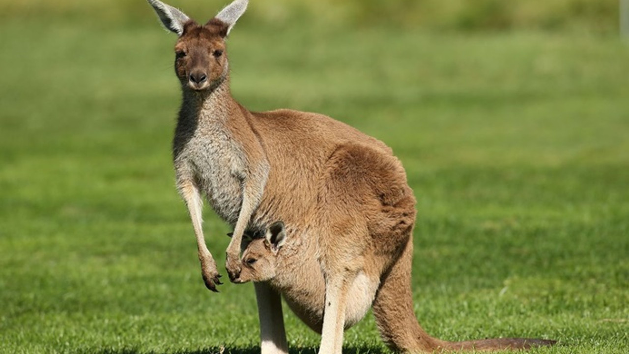 Avustralya'da kuraklık sebebiyle kanguruları öldürme izni çıktı - Dünya  Gazetesi