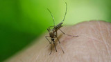 İtalya'da Batı Nil Virüsü vakası 94'e çıktı