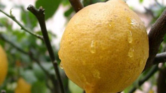 Mayıs ayının zam şampiyonu limon