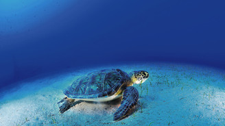 Caretta Caretta'ları kurtarma timinin öyküsü...