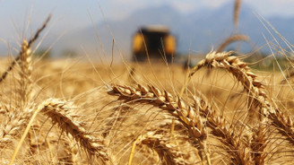 Arpa hasadı verimsiz başladı