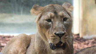 Aslan, kaplan ve jaguar kaçtı, evden çıkmayın uyarısı yapıldı