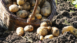 Ar Tarım ilk 'yerli-milli' patates tohumu ile yurtdışına açılacak