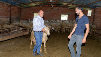 Et açığı tescilli Eşme koyunuyla azaltılacak