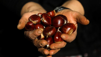 AB tescilli kestanede hasat heyecanı