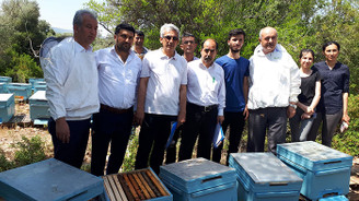 Bal üreticilerine 11 bin ana arı dağıtılacak
