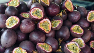 Antalyalı üretici, yüksek getiri nedeniyle ‘çarkıfelek’e yöneldi