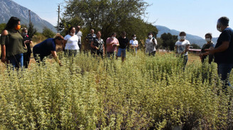 Yetiştirdikleri tıbbi aromatik bitkiler kadınlara kazanç oldu