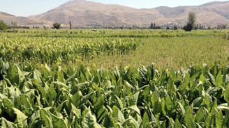 Adıyaman çiftçisinin tütün telaşı başladı