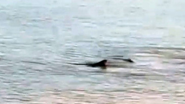 Muğla'da köpek balıkları kıyıya kadar geldi! Vatandaşlar o anları kaydetti