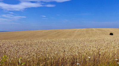 Buğday fiyatlarında Ukrayna rahatlaması