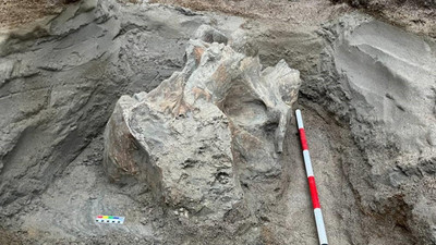 Taş ocağında 4 bin yıllık mamut kalıntıları bulundu