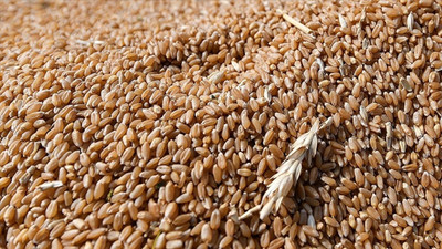 Türkiye buğday ithalatını durdurdu, Rusya düzenlemeye gideceğini açıkladı