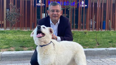 CHP lideri Özgür Özel'den 'sahipsiz köpek' teklifine 'Mira'lı eleştiri