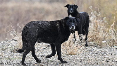 AK Partili Ejder Açıkkapı, 'köpek yasası'na itirazlara çıkıştı: Hayvanları sahiplenmenizi bekliyoruz