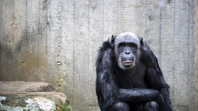 Bilim insanlarından çarpıcı buluş! Şempanzeler de insanlar gibi sohbet ediyor