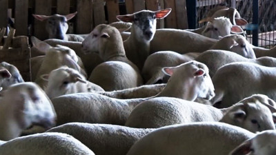 Bursa'da özel koyun ırkı geliştiriliyor