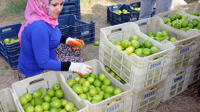 Limon üreticisinin yüzü güldü