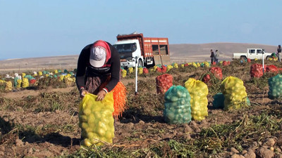Ahlat'ta patates hasadı başladı