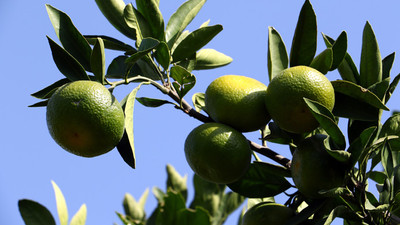 "Erkenci mandalina" Rusya pazarında
