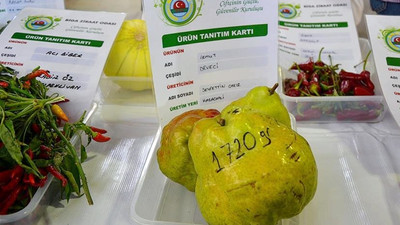 1 kilo 720 gram ağırlığında armut yetiştirdi