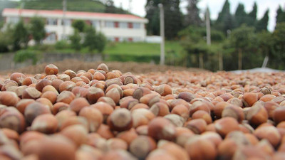 Fındık fiyatında 1 liralık düşüş