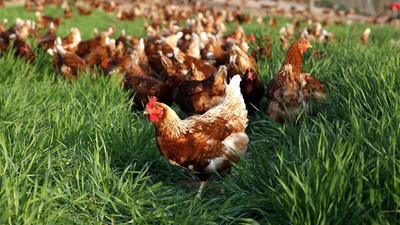 Yumurtada gezen tavuk tercihi arttı