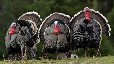 1 milyar dolarlık hindiyi bir günde yiyecekler