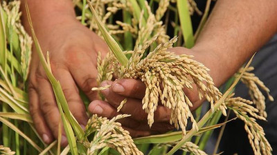 TİGEM 3 bin 713 işçi almayı planlıyor