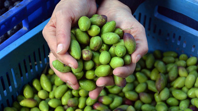Kalamata zeytini artık lüks!