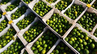 İlk mandalina hasadı yapıldı